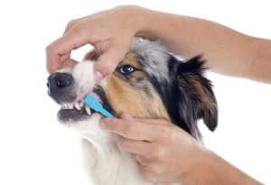 brosser les dents de son chien