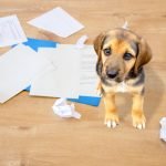 changement de propriétaire de chien