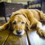 la dépression chez le chien