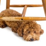 chien qui mange des meubles