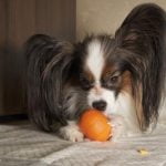 clémentine pour chien