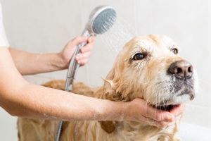 donner un bain à son chien