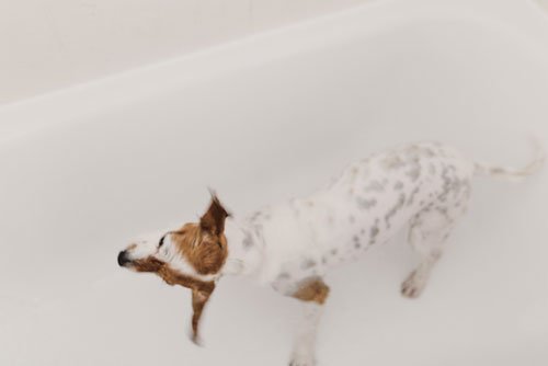 laisser le chien s'ébrouer