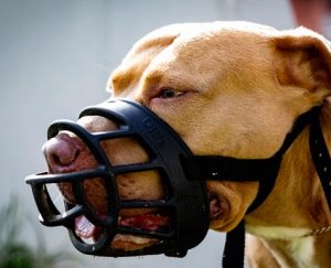 muselière pour chien
