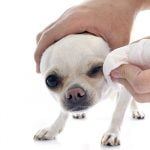 Nettoyer les yeux de son chien