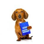 les papiers du chien