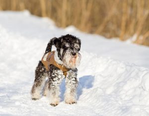 Promener son chien en hiver