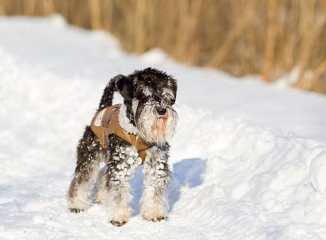 Promener son chien en hiver