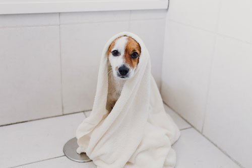 Donner un bain à son chien - Toutoupourlechien.com