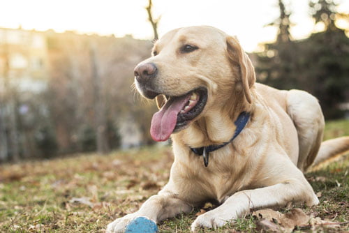 Labrador Education Caractere Sante Prix Budget Toutoupourlechien Com