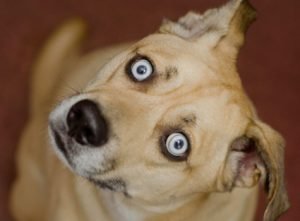 L'AVC chez le chien