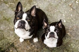 chien adulte