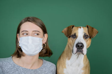 Coronavirus et chien