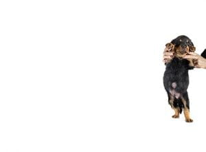 hernies chez le chien