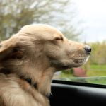 chien malade en voiture