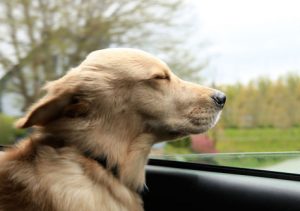 chien malade en voiture