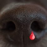 Mon chien saigne du nez