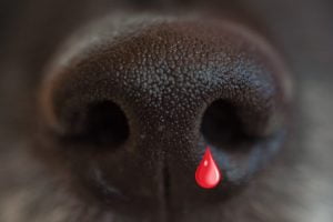 Mon chien saigne du nez