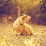 eczéma du chien
