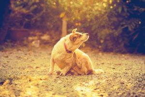 eczéma du chien