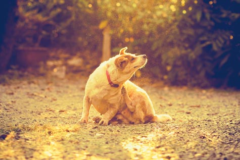 eczéma du chien