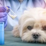 L'homéopathie pour chien