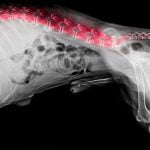 mon chien a mal au dos