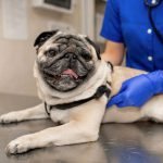 Mon chien a mal au ventre