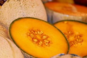 Melon pour chien