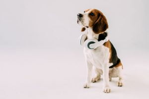 musique pour chien