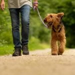 promener son chien pendant le confinement