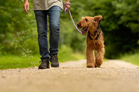 promener son chien pendant le confinement