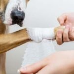 soigner une plaie du chien