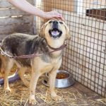 adoption d'un chien pendant le confinement