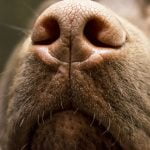 chien renifleur de coronavirus