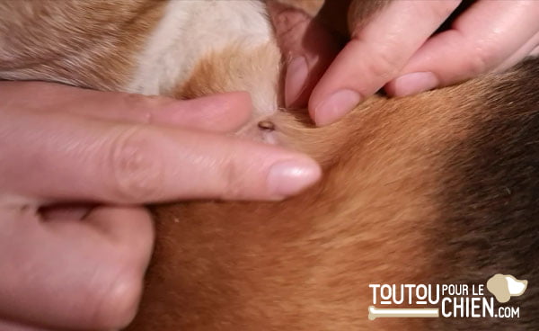 dégager les poils autour de la tique