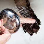 désinfecter les pattes de son chien