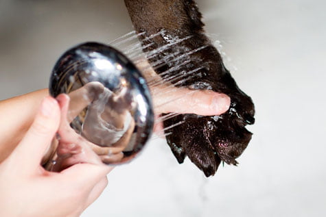 désinfecter les pattes de son chien