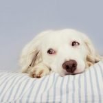 L'hépatite de Rubarth du chien