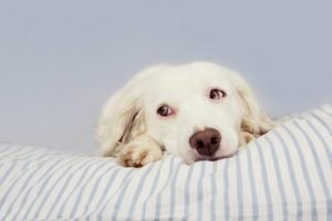 L'hépatite de Rubarth du chien