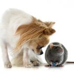 Leptospirose du chien