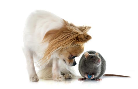 Leptospirose du chien