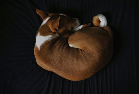 Les maladies du Basenji