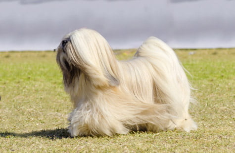 Les maladies du Lhassa Apso