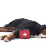 Trousse de secours pour chien