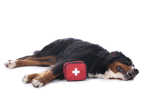 Trousse de secours pour chien