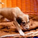 Chien qui gratte son couchage