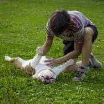 chien qui se fait gratter le ventre