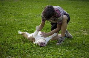 chien qui se fait gratter le ventre
