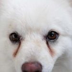 traces marrons sous les yeux du chien